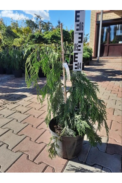 Кипарисовик нутканский Джубили - 7.5л/вис.80-100см/Ø20-25см